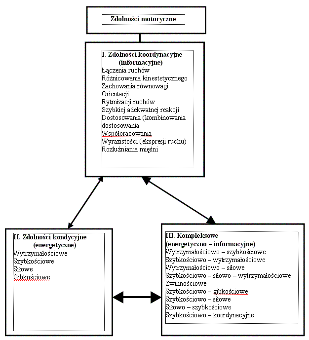 Rycina 5 Schemat hierarchicznego ujęcia podstawowych zdolności motorycznych [Starosta 1995a]