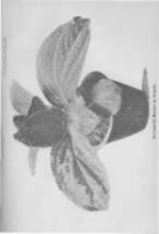 Ogrodnik Polski. 1897 R.19 nr22