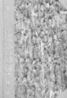 Uniwersytet Poznański: spis wykładów w trimestrze pierwszym roku szkolnego 1920/21