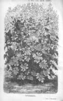 Ogrodnik Polski: dwutygodnik poświęcony wszystkim gałęziom ogrodnictwa 1880 R.2 T.2 Nr17