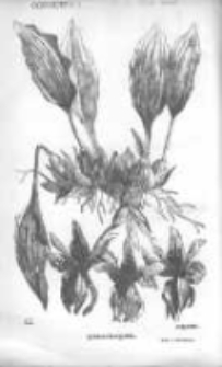 Ogrodnik Polski: dwutygodnik poświęcony wszystkim gałęziom ogrodnictwa 1882 R.4 T.4 Nr9