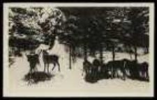 Chmara jeleni dokarmiana zimą