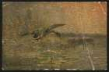 Dzika kaczka. Krzyżówka-kaczor