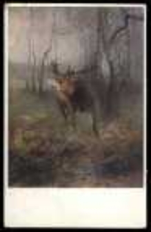 Jeleń na rykowisku 01