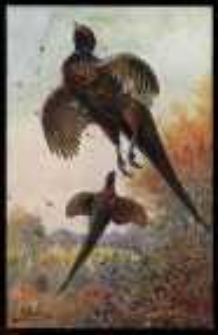 Polowanie na bażanty III