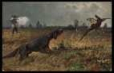 Polowanie na bażanty z seterem gordonem