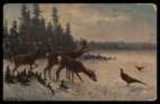 Sarny i bażanty zimą