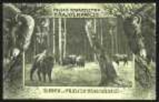 Żubry w Puszczy Białowieskiej