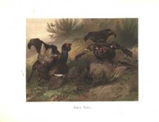 Kämpsende Birkhähne