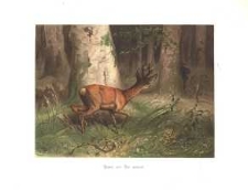 Rehbock auf's Blatt Springend