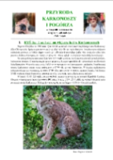 Ryś (łac. Lynx lynx) największy kot w Karkonoszach