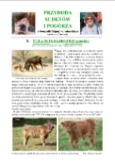 Tur a bydło szkockie (górskie)