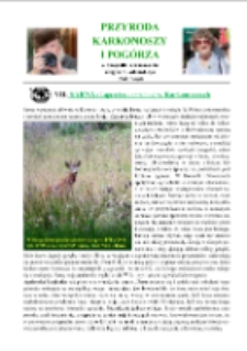 Sarna (Cepreolus capreolus) w Karkonoszach