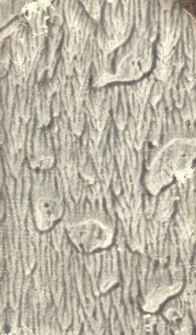 Briefe über Polen, Österreich, Sachsen, Bayern, Italien, Etrurien, den Kirchenstaat und Neapel, an die Comtesse Constance de S. von [...] geschrieben auf eines Reise vom Monat Mai 1807 bis zum Monat Februar 1808. T. 2