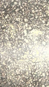 Evangelische Polemik gegen die römische Kirche