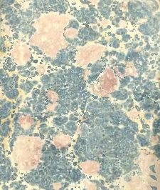 Le Nouvel astrologue parisien, ou le Mathieu Laensbergh réformé, à l'usage des habitans de la France [calendrier]. 1821