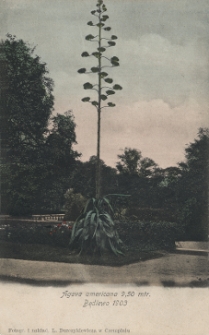Agava americana 9,50 mtr. Będlewo 1903.